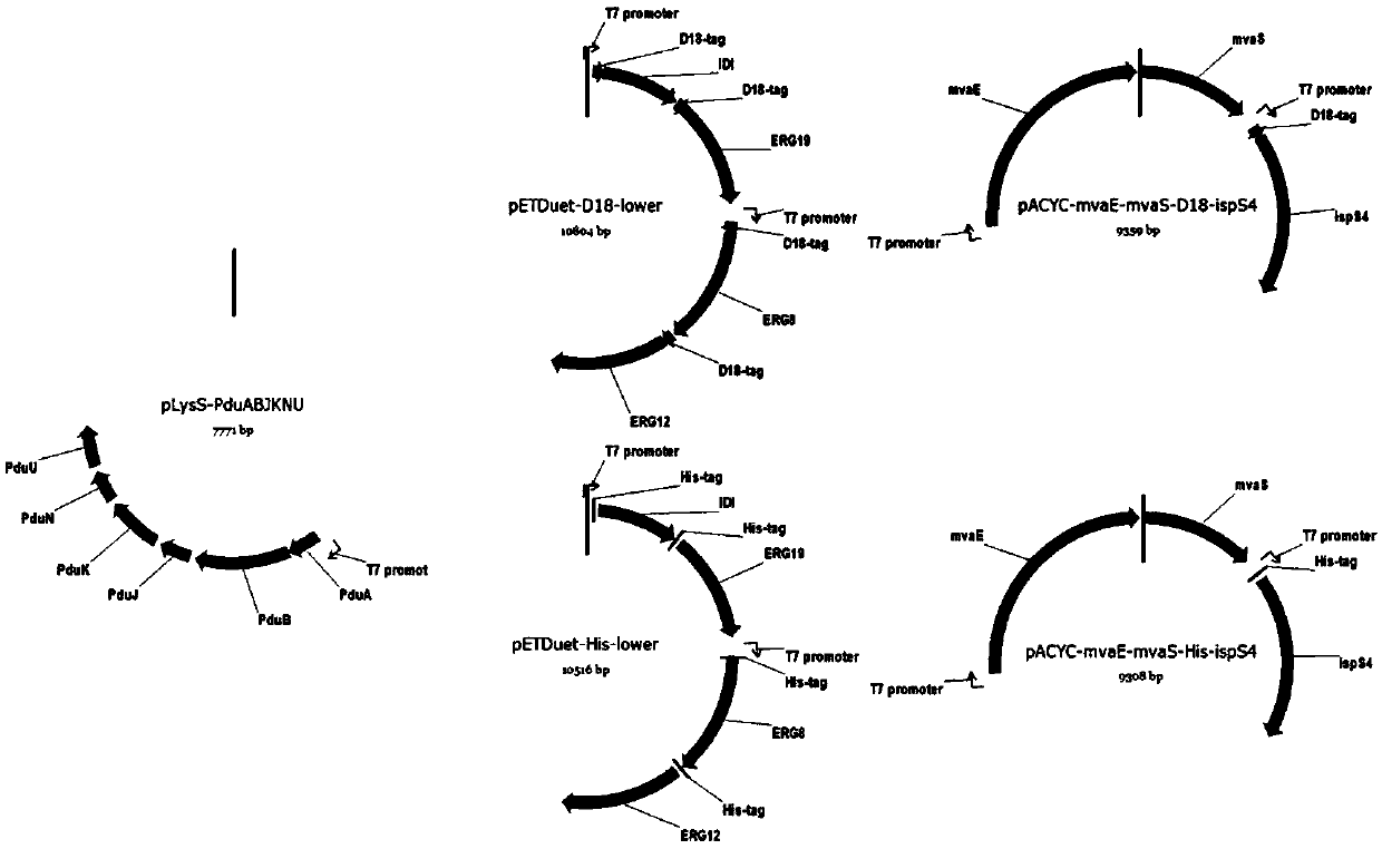 Genetic engineering stain for improving yield of isoprene and construction method and application thereof