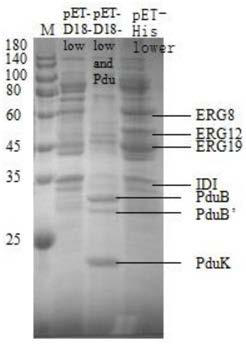 Genetic engineering stain for improving yield of isoprene and construction method and application thereof