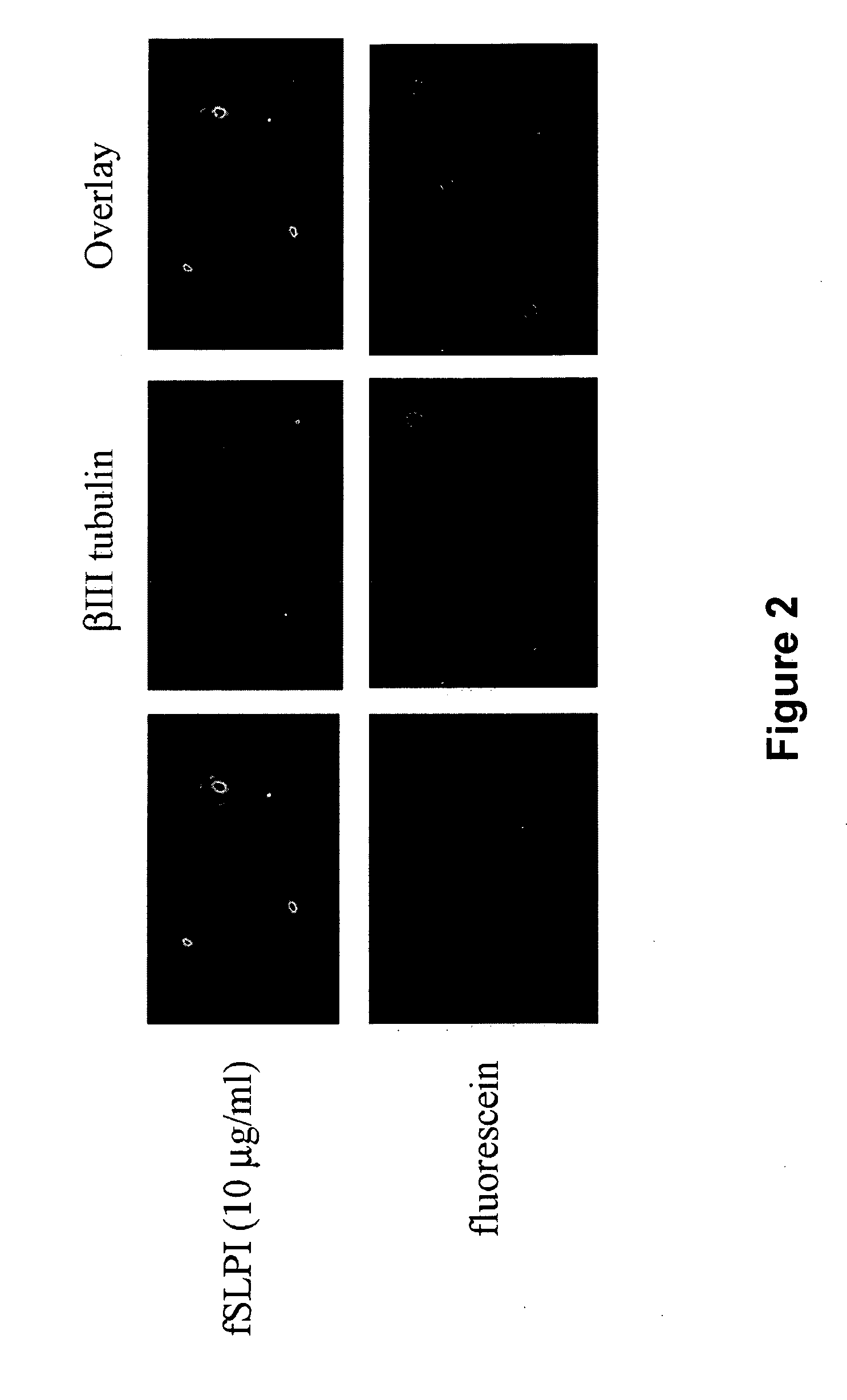 Novel protein transduction domains derived from secretory leukocyte protease inhibitor