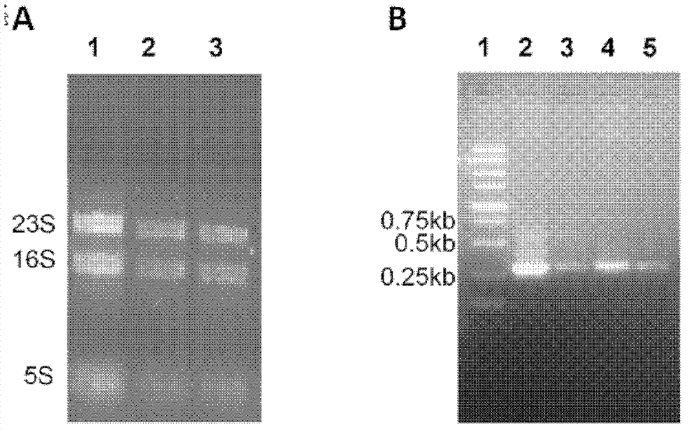 Mutant strain of Streptomyces flaveolus and construction method and application thereof