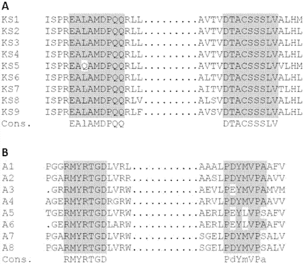 Mutant strain of Streptomyces flaveolus and construction method and application thereof