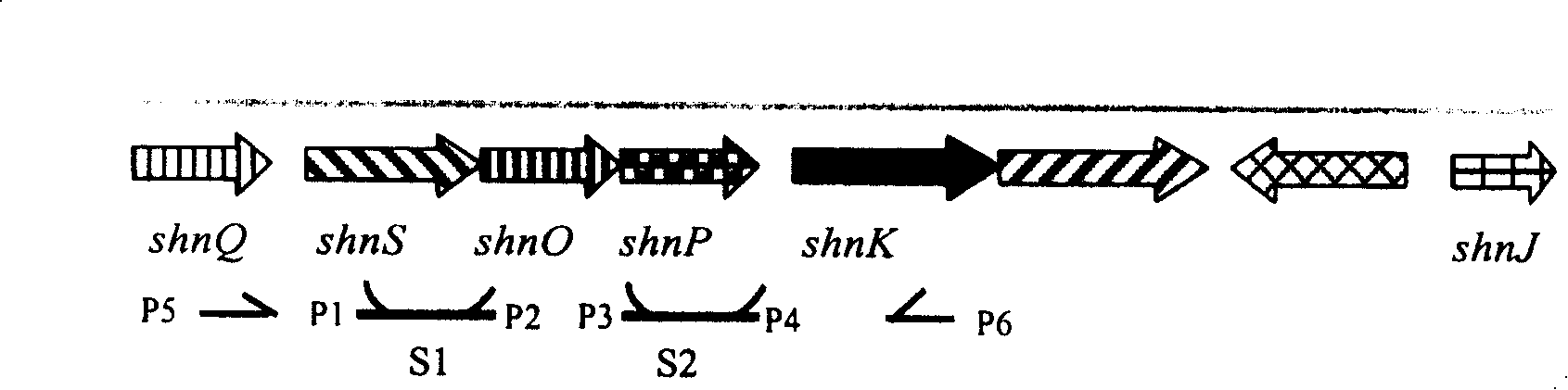 Construction of geldanamycin gene engineering high yield strain