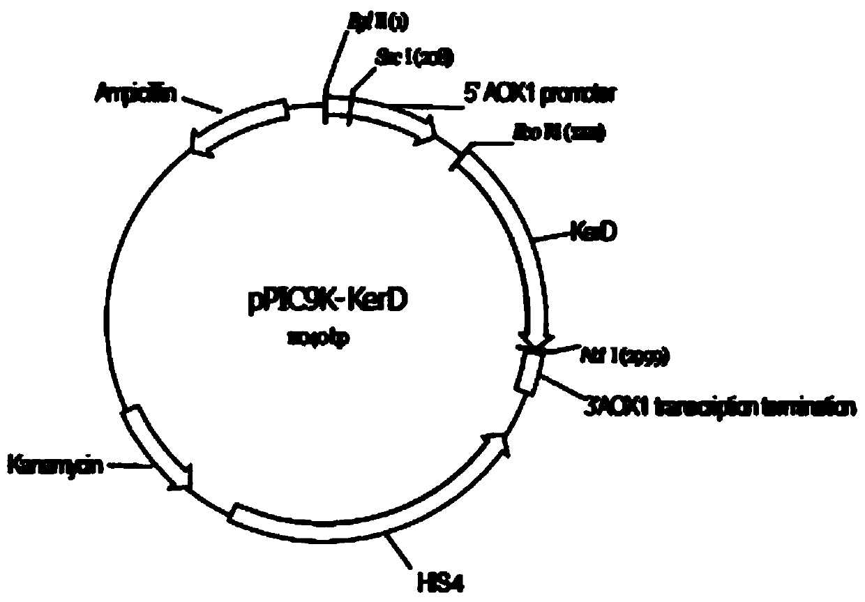 Pichia pastoris strain, keratinase produced by fermentation of pichia pastoris strain and application of keratinase