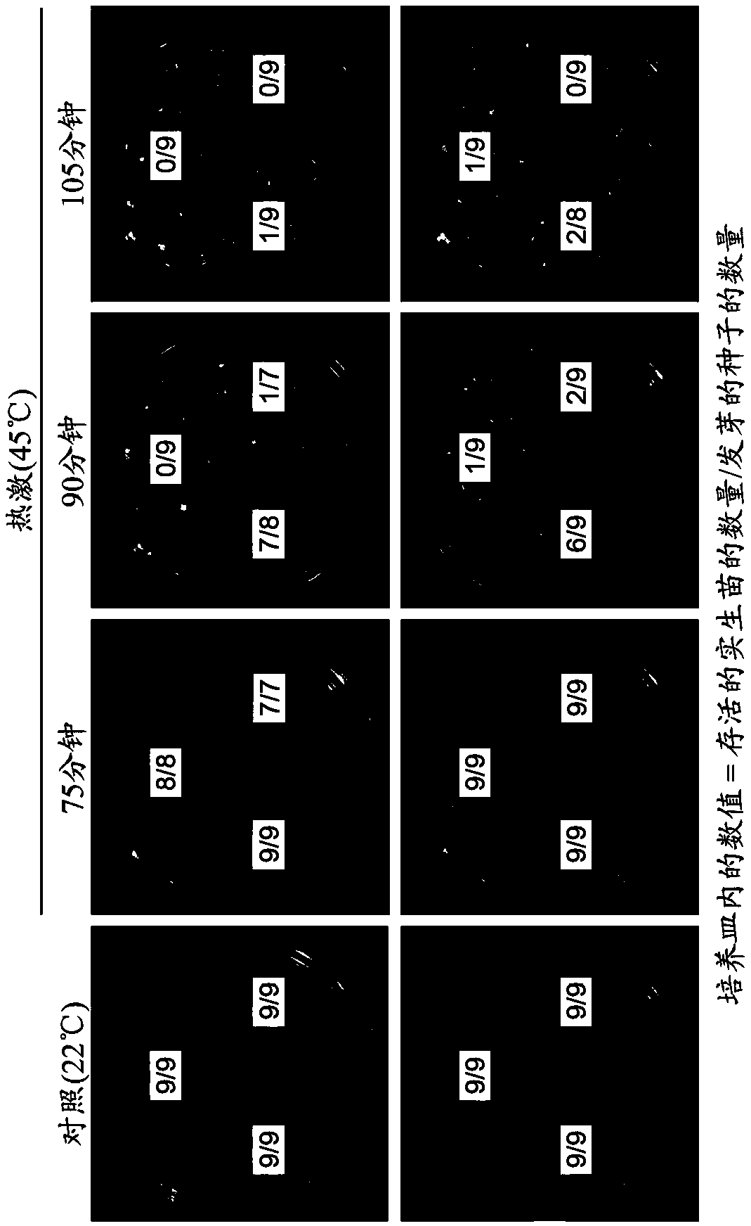 Agent for enhancing high-temperature resistance in plant, method for enhancing high-temperature resistance, agent for suppressing whitening, and DREB2A gene expression promoter