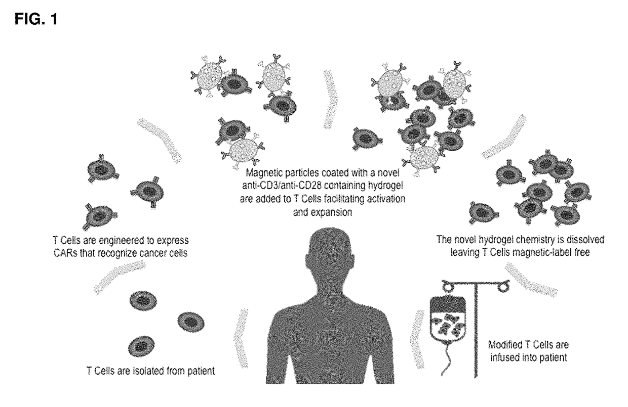 Methods and compositions for activation or expansion of T lymphocytes