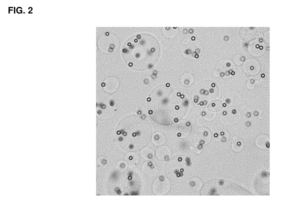 Methods and compositions for activation or expansion of T lymphocytes