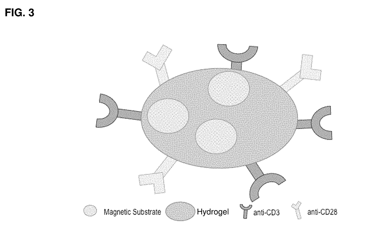 Methods and compositions for activation or expansion of T lymphocytes