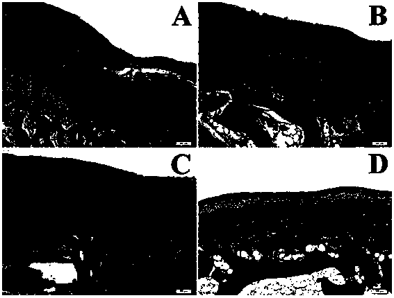 Bionic oriented cartilage scaffold released by two-factor program and preparation method of bionic oriented cartilage scaffold