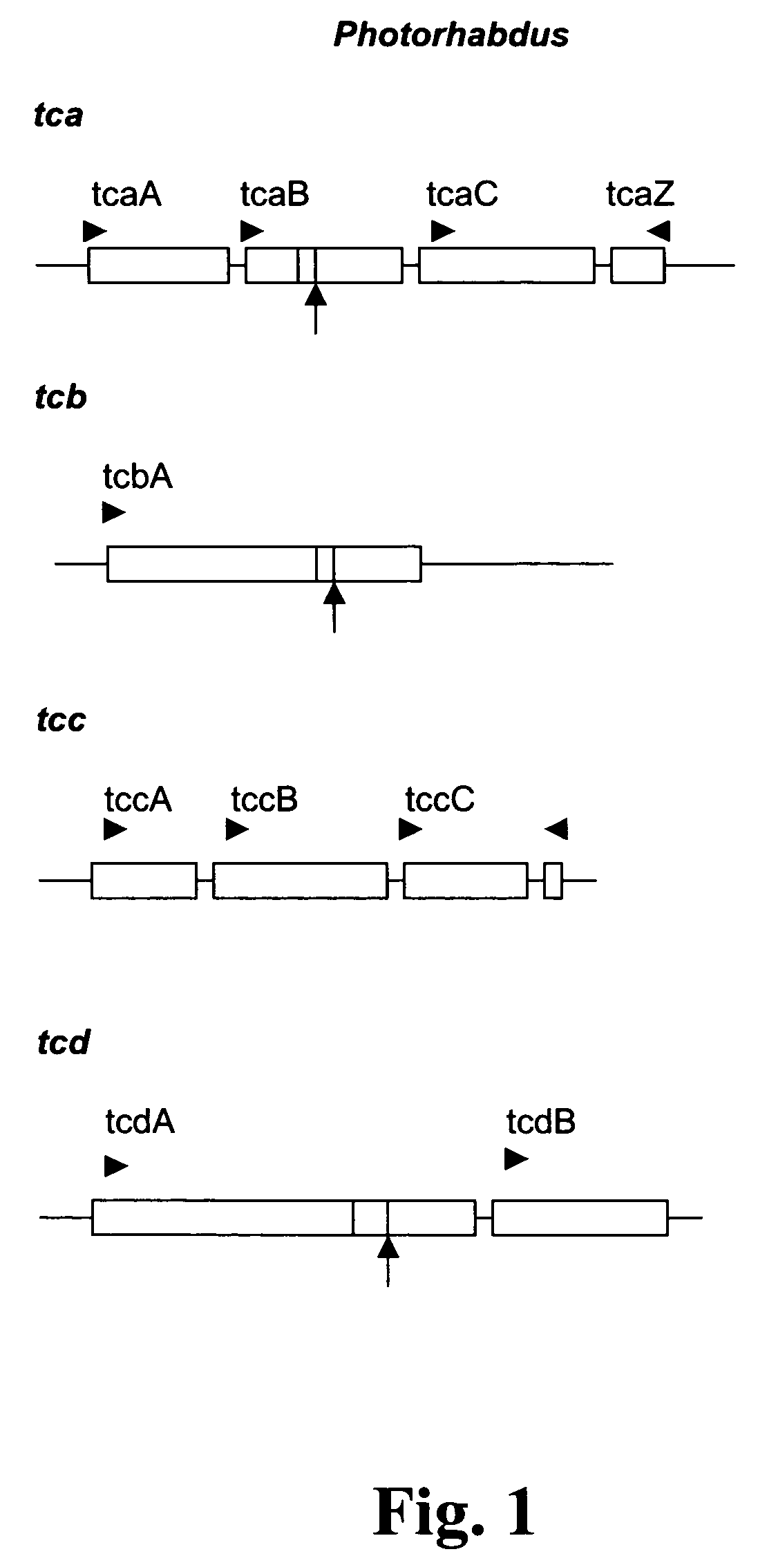 Isolated toxin complex proteins from Xenorhabus bovienii