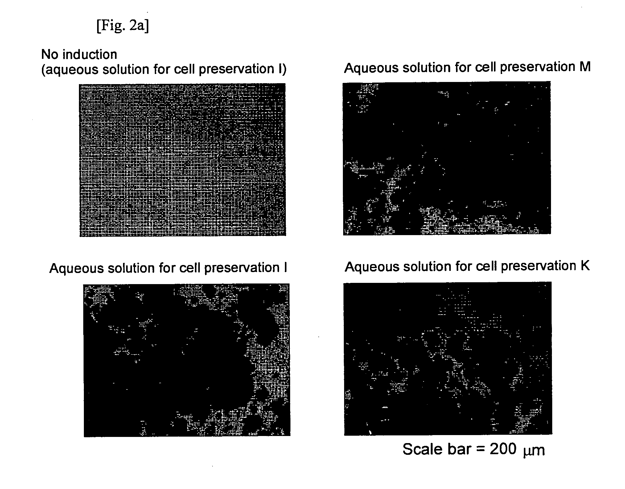 Aqueous Solution for Cell Preservation