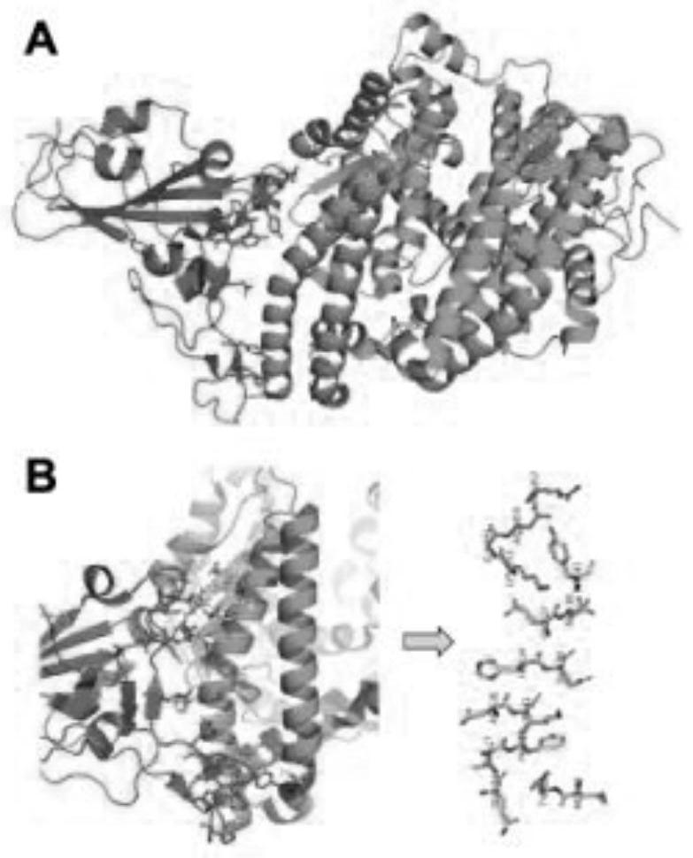 Severe acute respiratory syndrome coronavirus 2 affinity peptide based on human angiotensin-converting enzyme 2