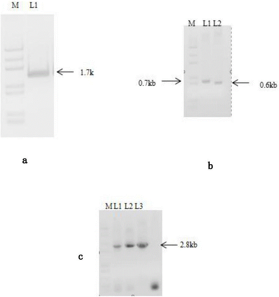 Genetic engineering strain for producing 1-hydroxyphenazine as well as preparation method and applications of genetic engineering strain