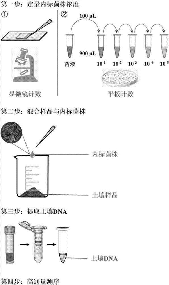 High-throughput absolute quantification method for soil bacteria