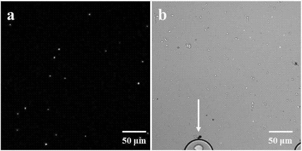 High-throughput absolute quantification method for soil bacteria