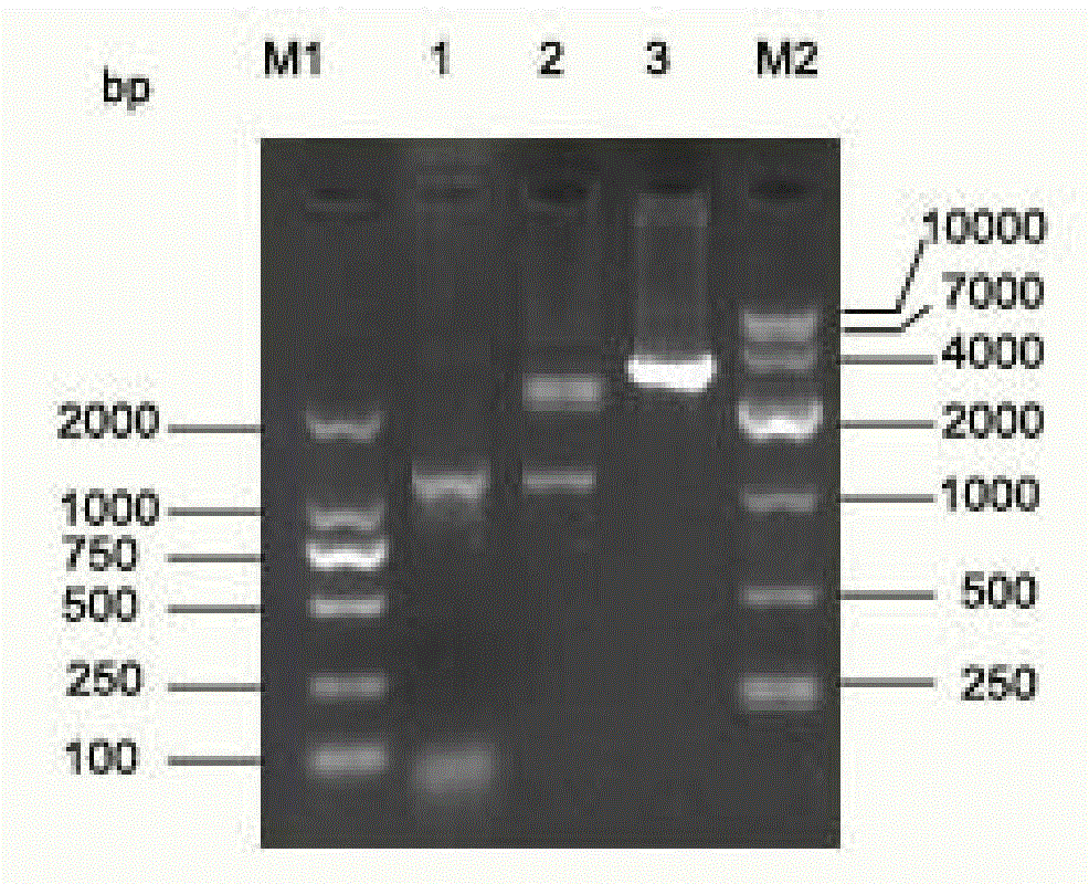 Preparation method for aeromonas hydrophila outer membrane protein gene prokaryotic expression protein