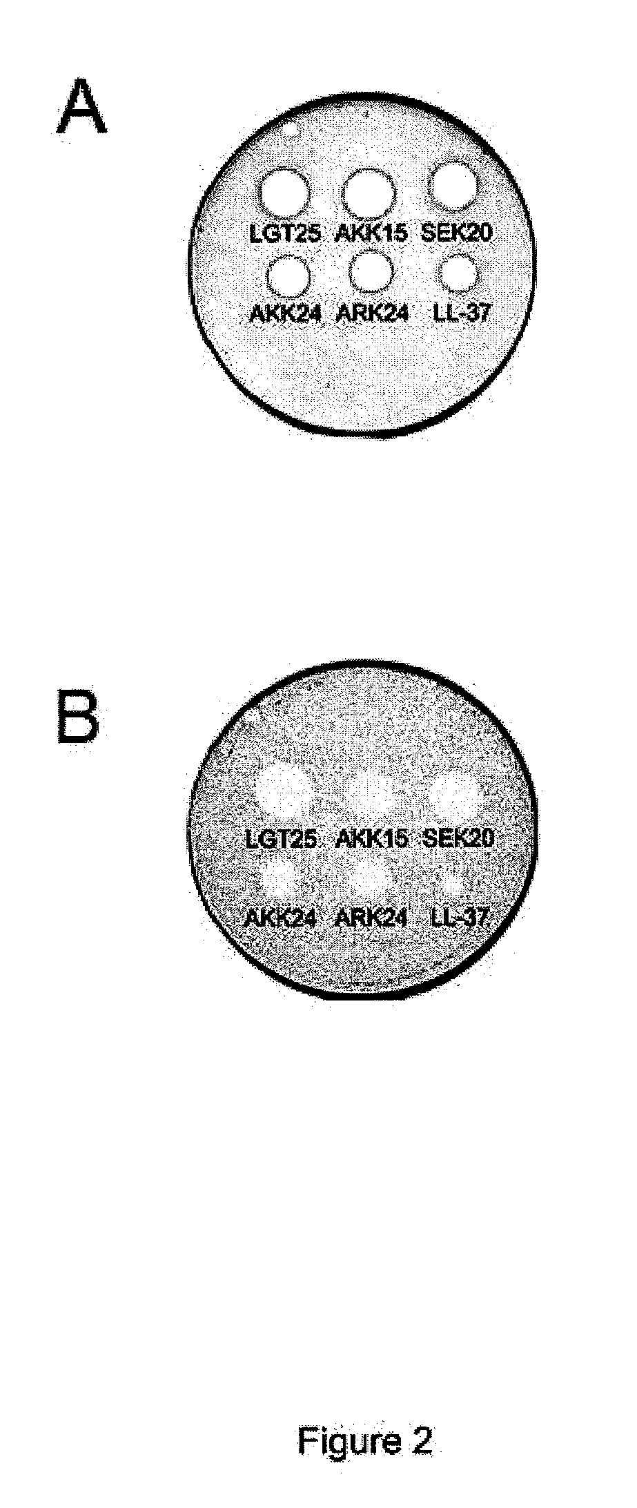 Novel antimicrobial peptides with heparin binding activity