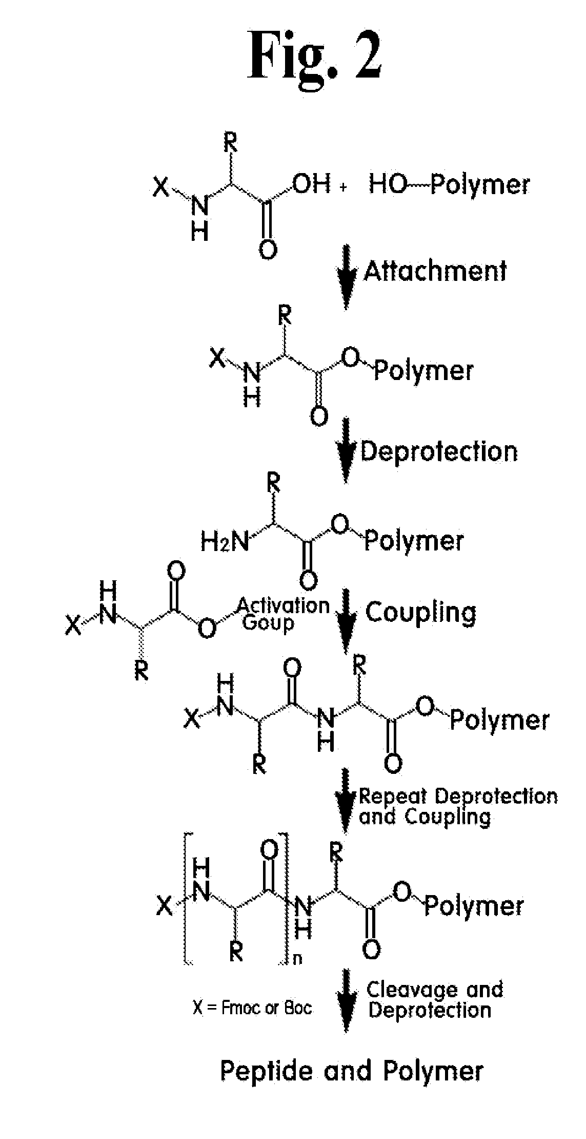 Peptides having activities of insulin like growth factor-1 and their uses