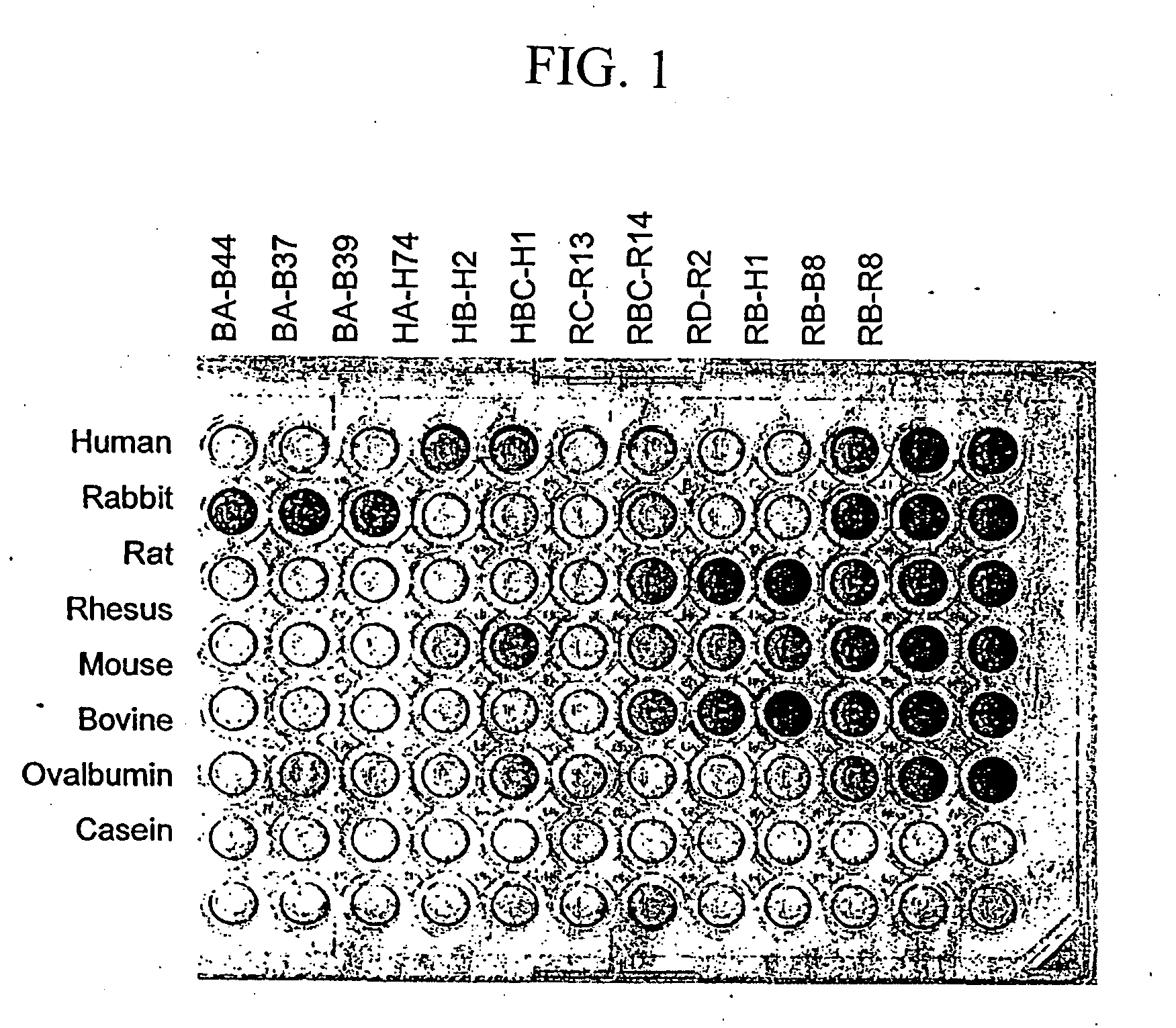 Serum albumin binding peptides for tumor targeting