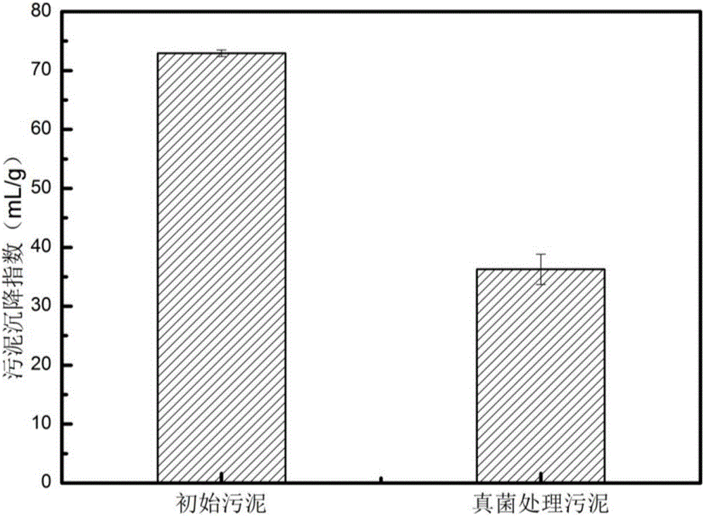 Method for improving sludge settleability and removing organic matter by using filamentous fungi