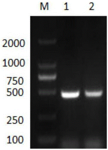 Application of housefly MSP protein in antibiosis field