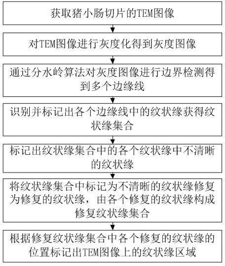 Pig intestine epithelium injury repair image recognition method and system