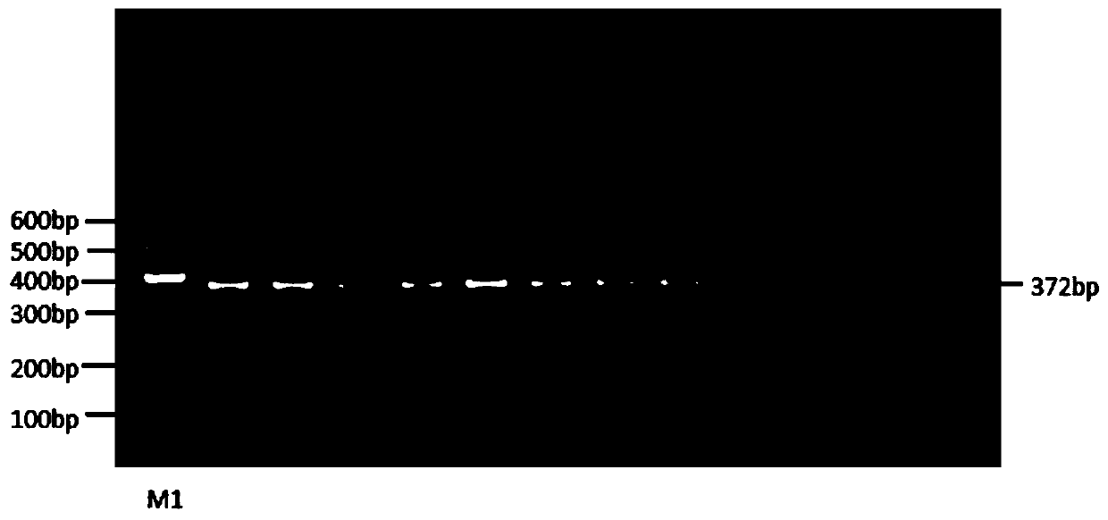 A method for rapidly detecting the single nucleotide polymorphism of cattle crabp2 gene and its special kit