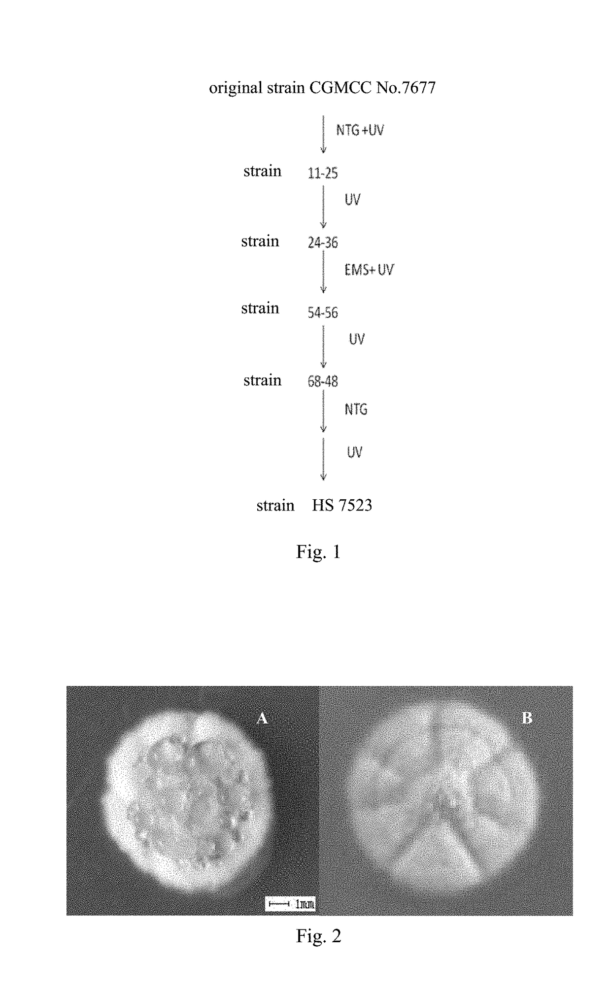 Streptomyces and method for producing milbemycin a3 using same