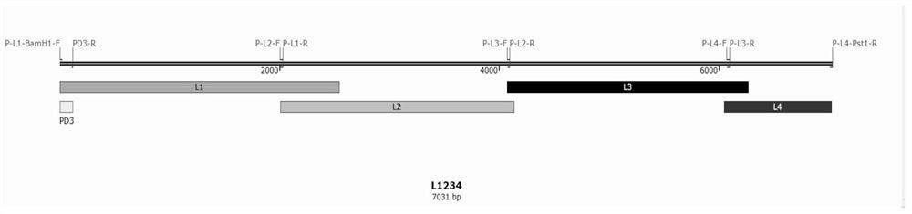 A method for infectious recombination cloning against type II type VII epidemic ndv strain dhn3