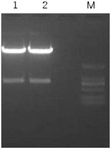 Anti-CD38 nano-antibody, encoding gene and application