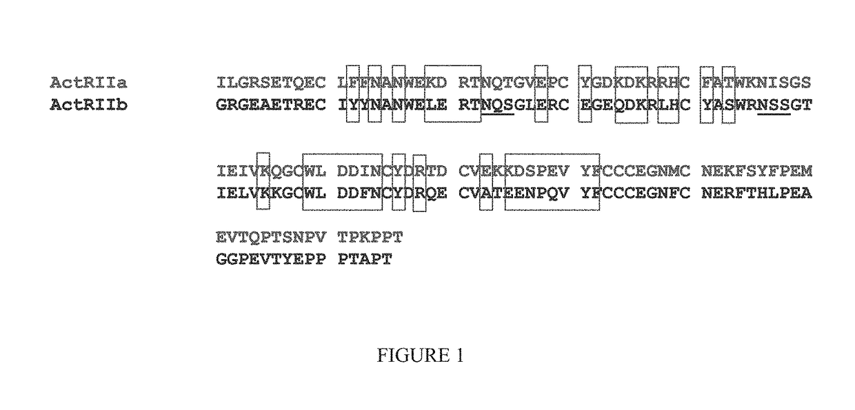 Methods for increasing red blood cell levels and treating ineffective erythropoiesis