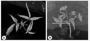 A method for vegetative propagation of dormant buds of Acer japonica