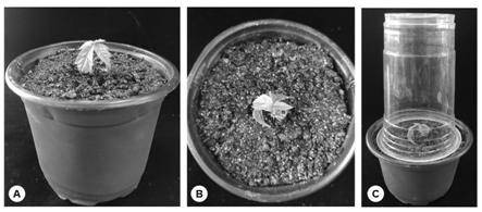 A method for vegetative propagation of dormant buds of Acer japonica