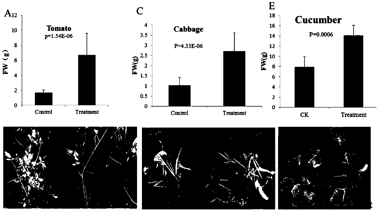 Compound microbial agent and application thereof in preventing and treating various plant diseases