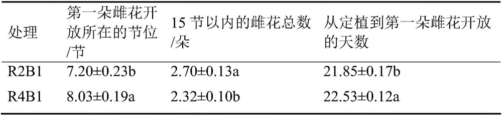 Seedling culture method for promoting precocious flowering of cucumber