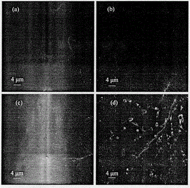 Novel fluorescent molecular probe for copper ions and application of novel fluorescent molecular probe