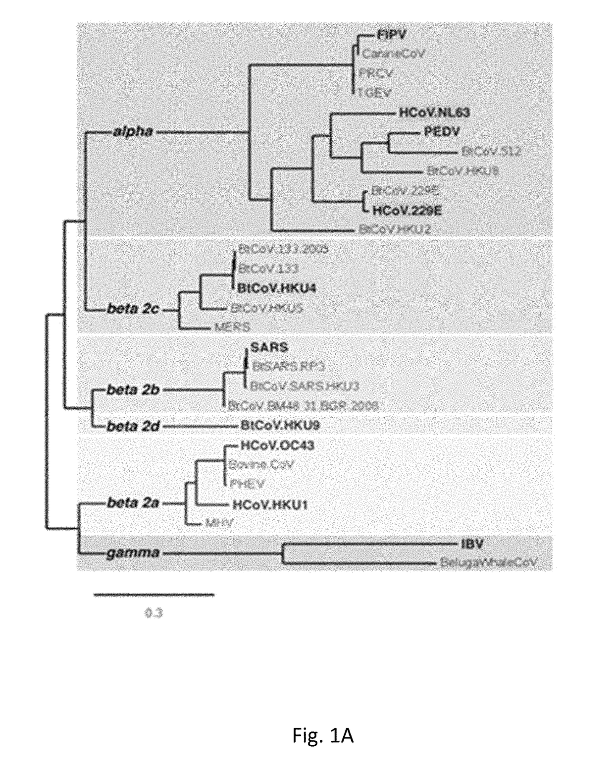 Broad-spectrum non-covalent coronavirus protease inhibitors