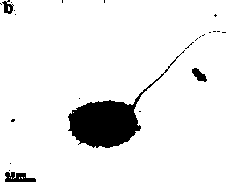 Zoogloearesiniphila HJ1 with ortho-xylene degradation capacity and application thereof