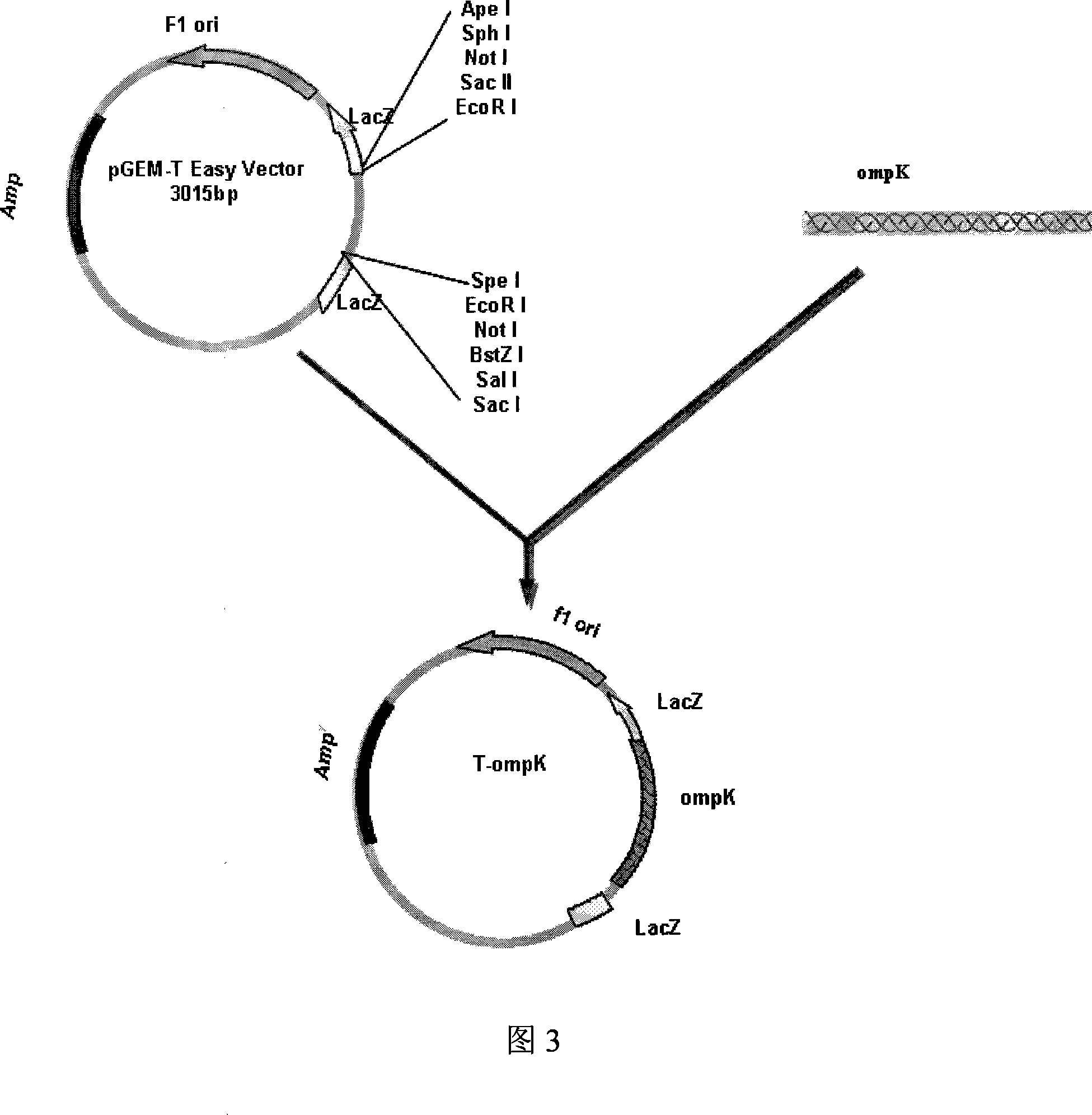 Vibrio parahaemolyticus tunica externa protein ompK subunit vaccine and preparation method thereof