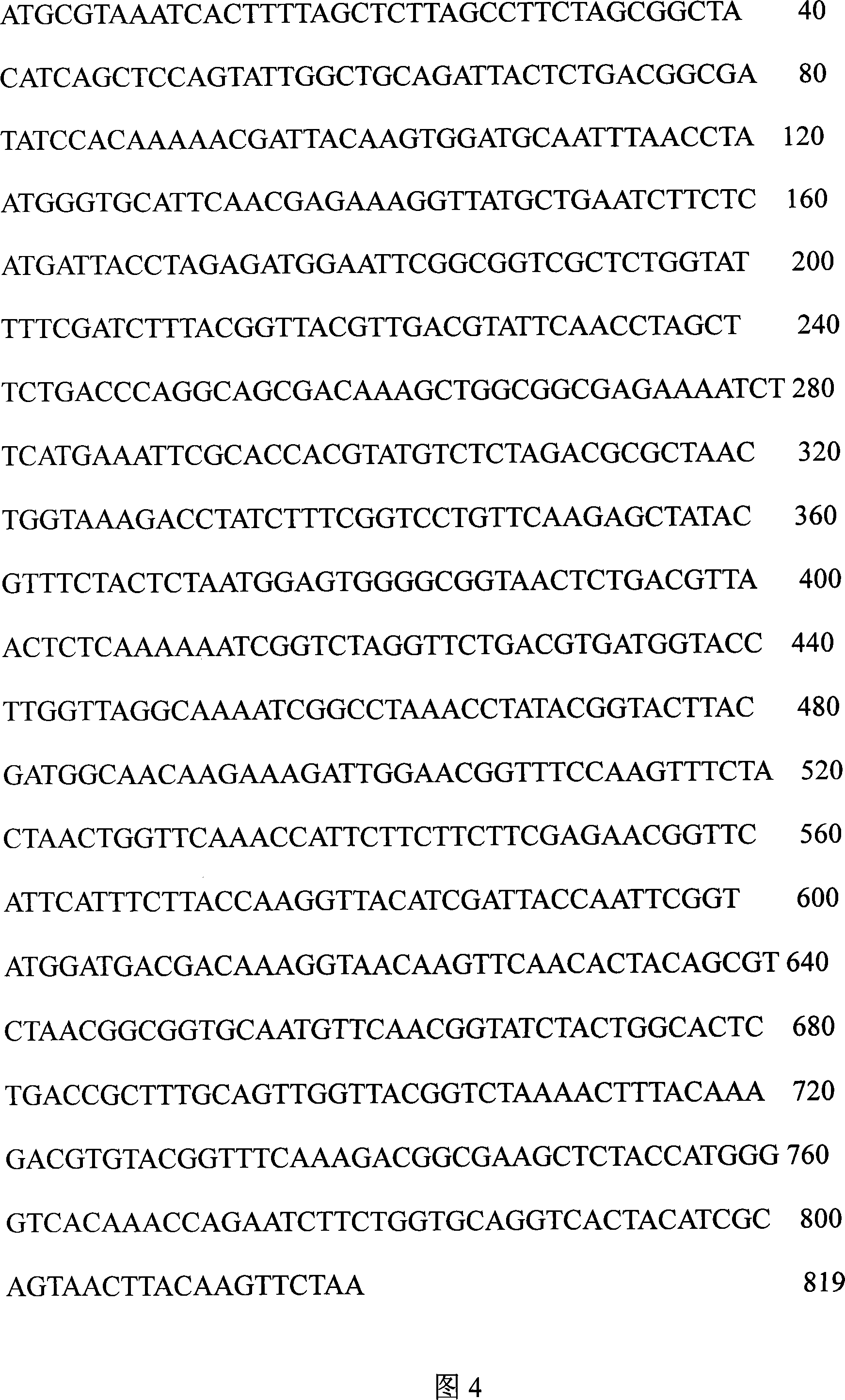 Vibrio parahaemolyticus tunica externa protein ompK subunit vaccine and preparation method thereof