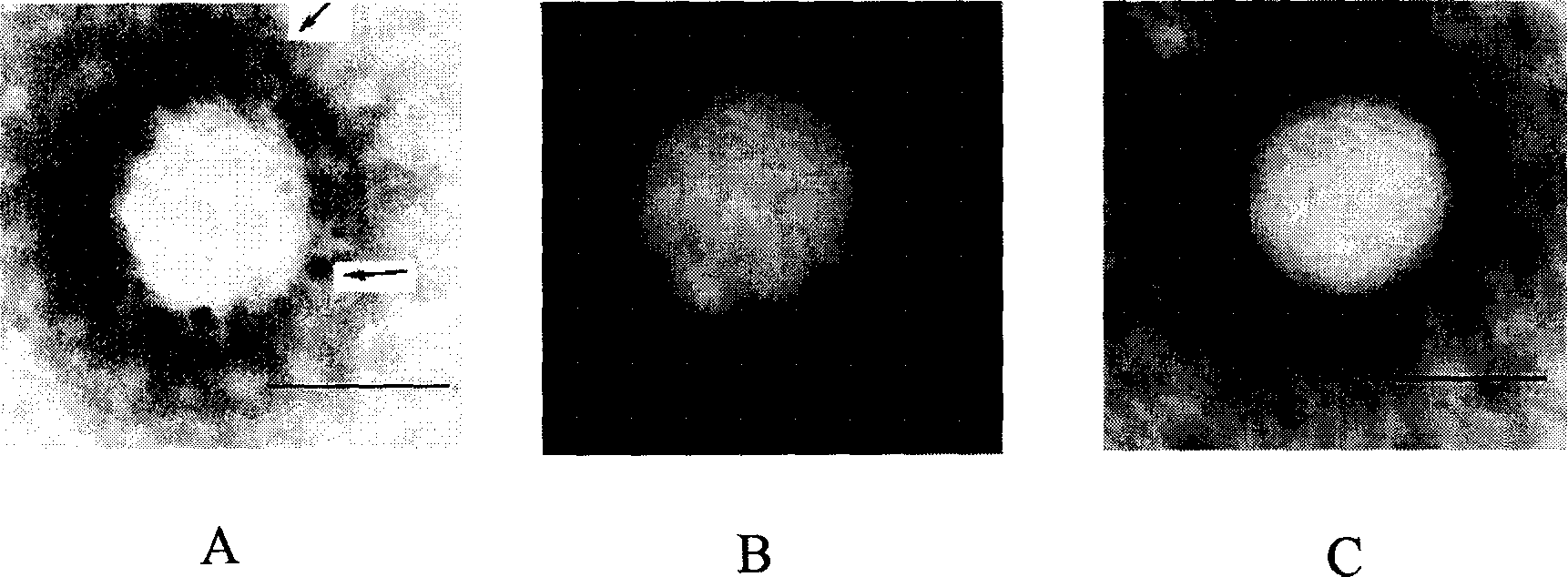 Agglutinin-modified drug delivery system from nose to brain