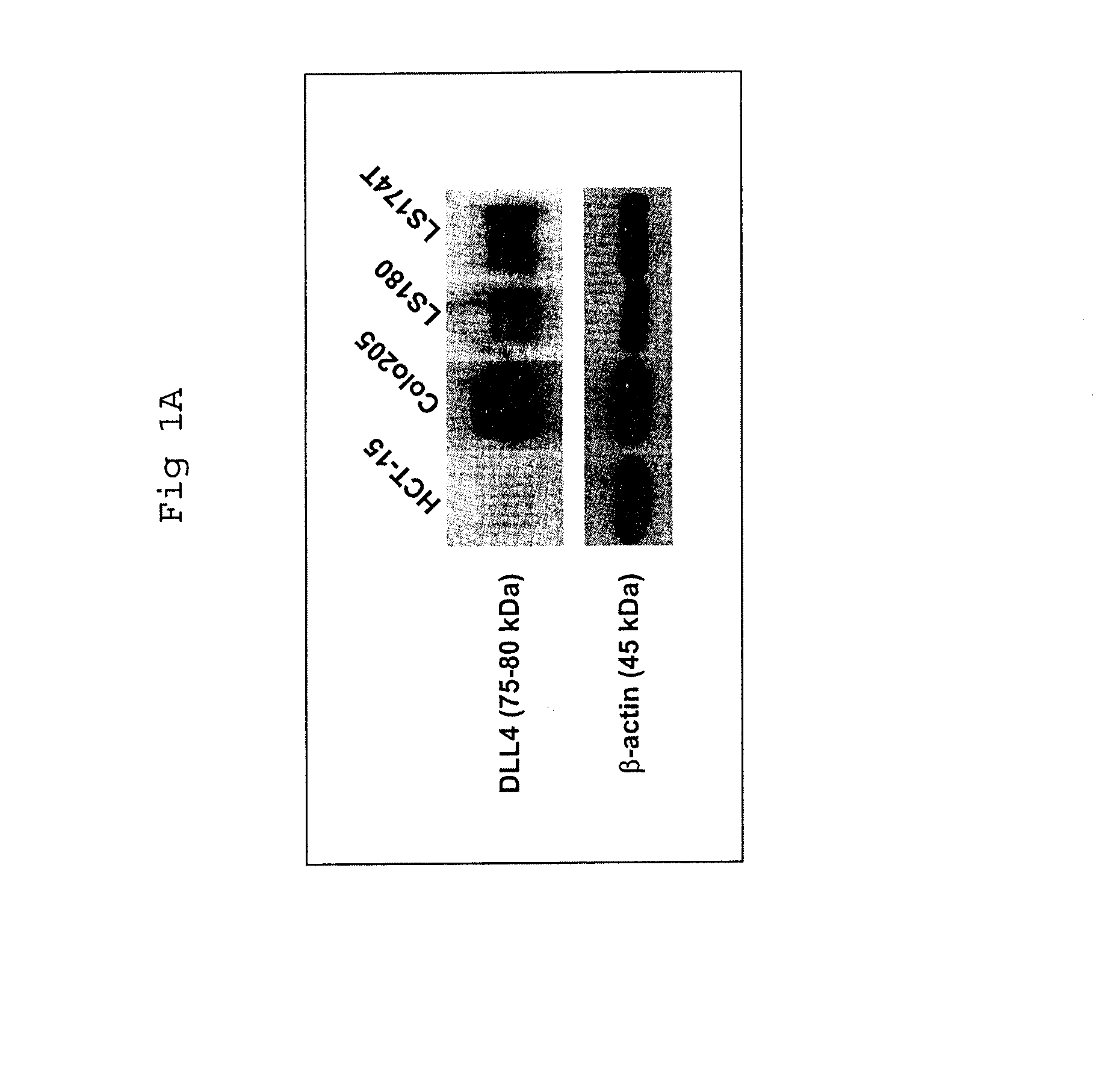 Methods of enhancing the response to radiation in tumor therapy using Anti-dll4 antibodies