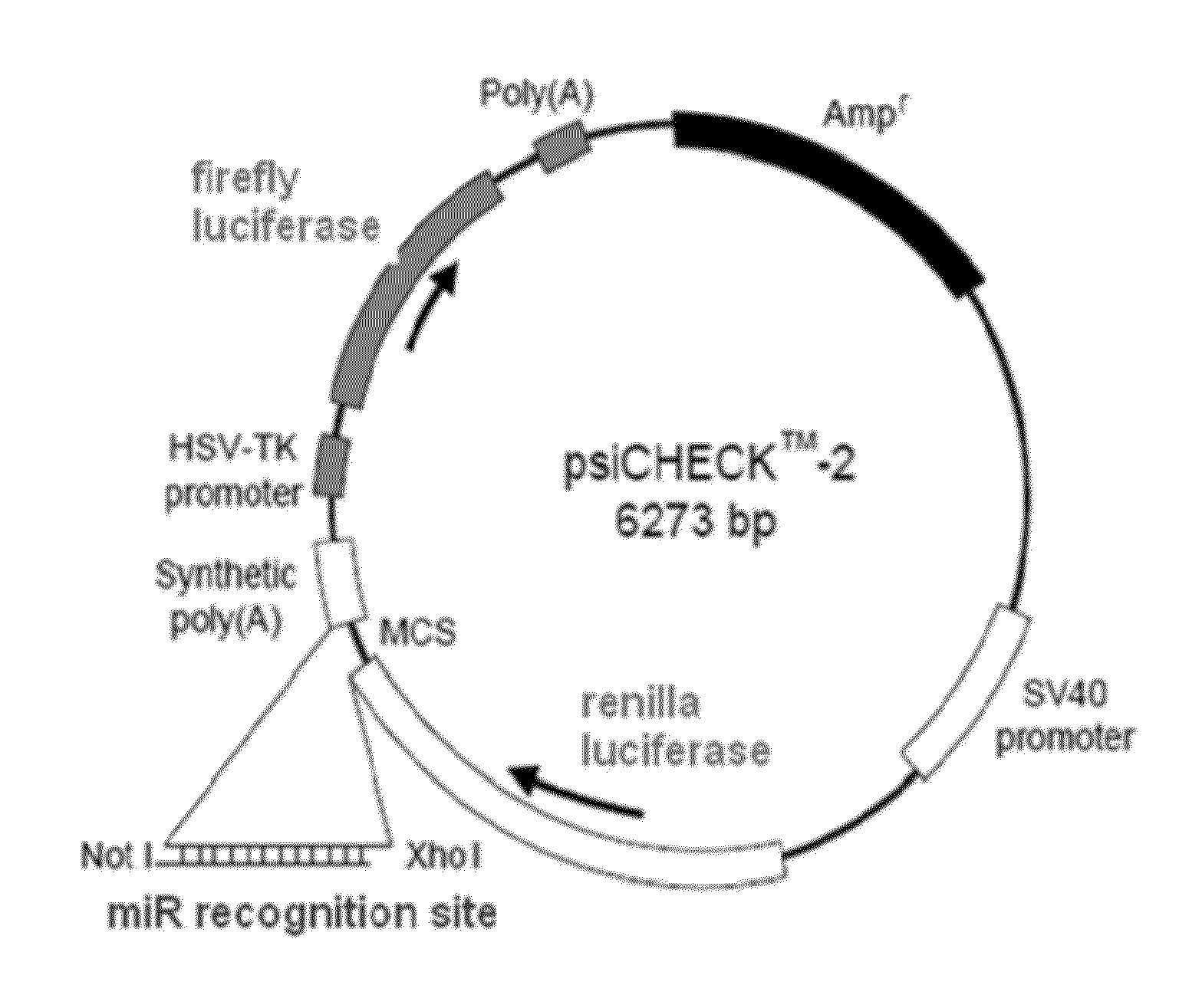 Microrna inhibitors comprising locked nucleotides