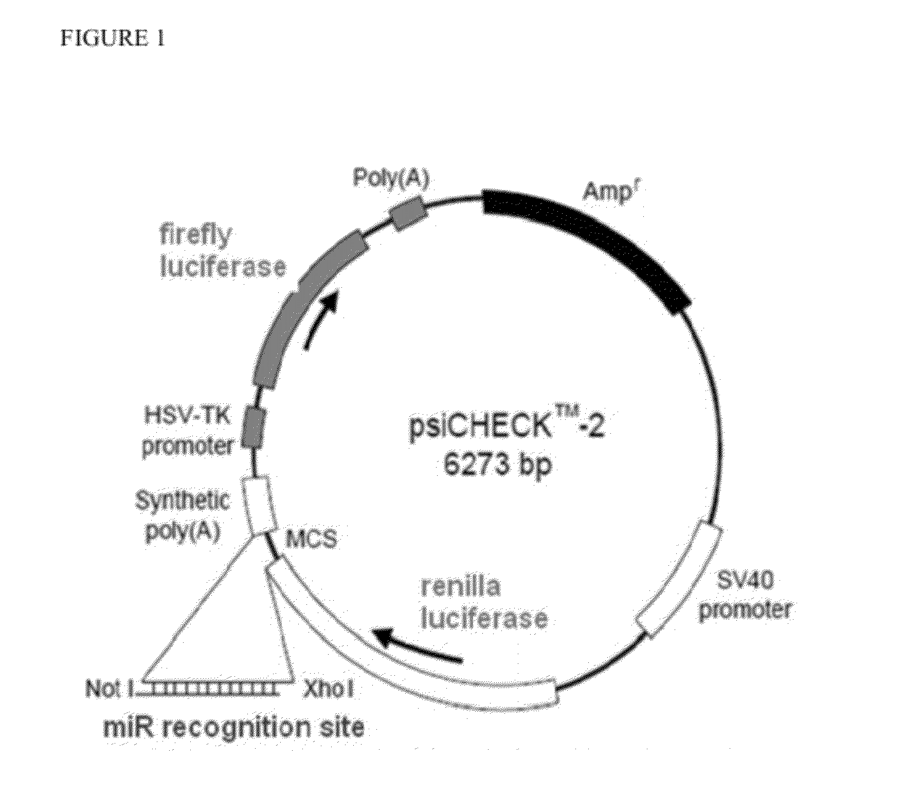 Microrna inhibitors comprising locked nucleotides