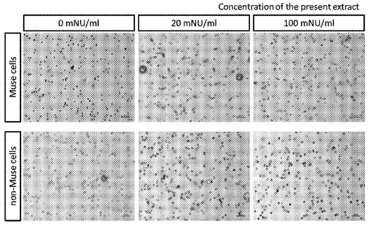 Agent for promoting migration of pluripotent stem cells