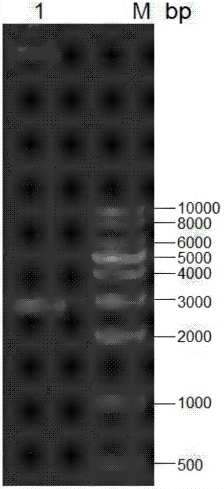 Alpha-L-rhamnosidase gene and application thereof