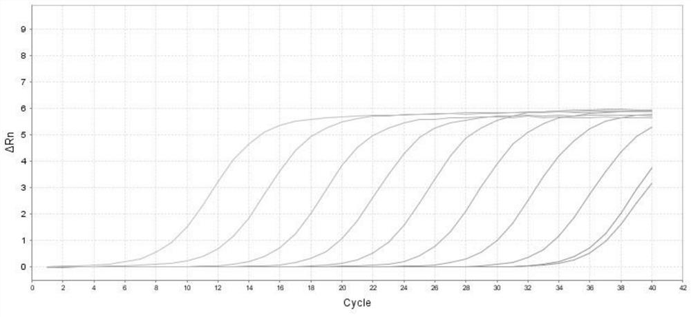 Mycoplasma genitalium nucleic acid real-time fluorescence PCR detection primer, probe and kit