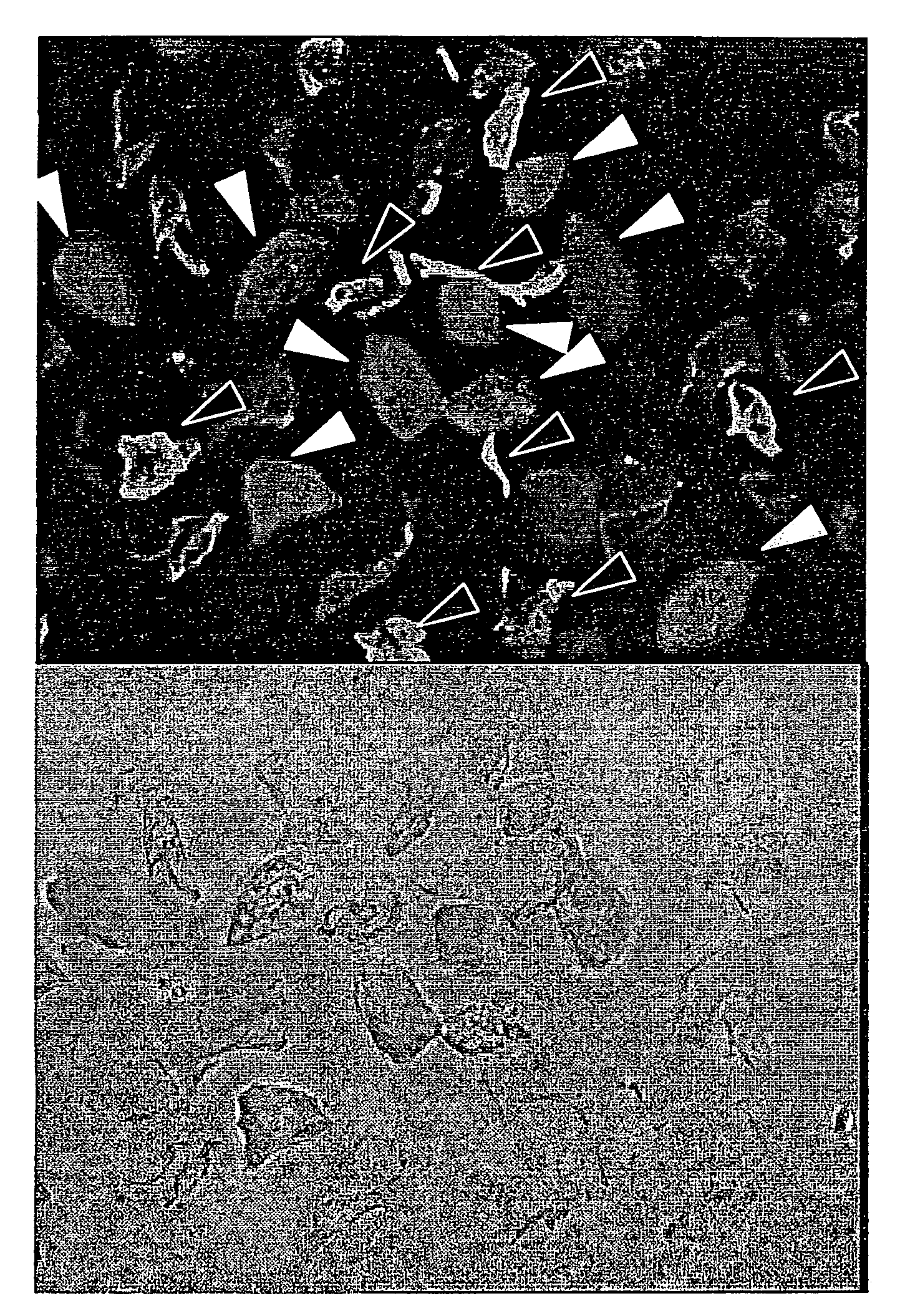 Method for evaluating the degree of maturity of corneocytes