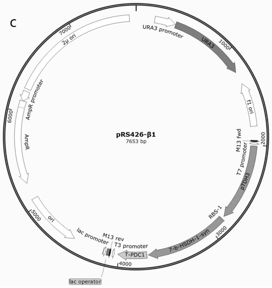 Engineering saccharomyces cerevisiae and method for preparing artificial bear bile powder