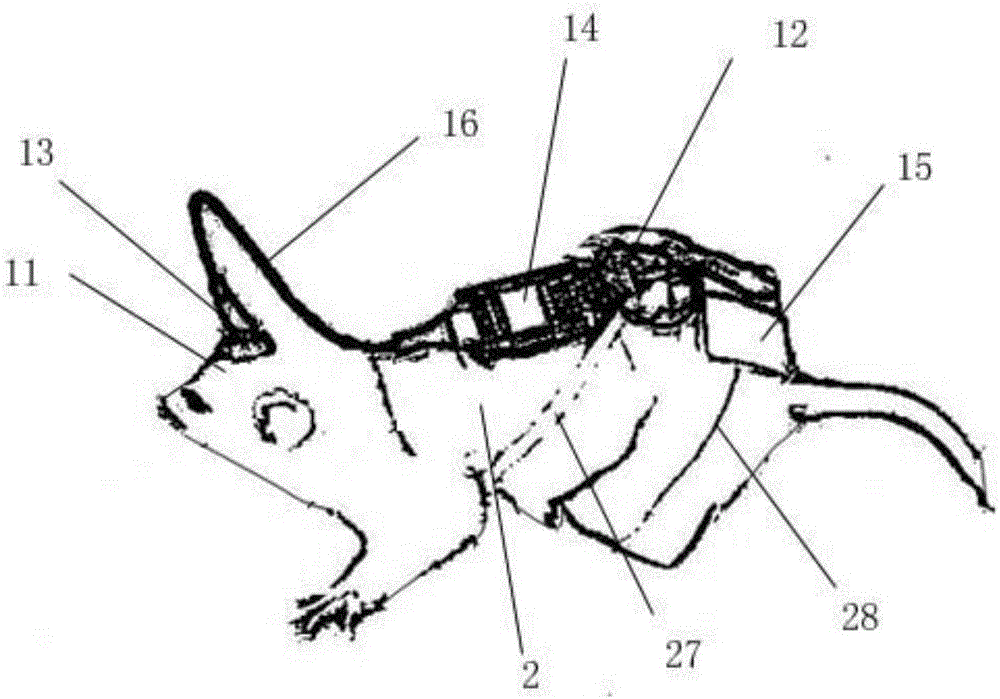 A wearable experimental animal electroencephalogram collection device