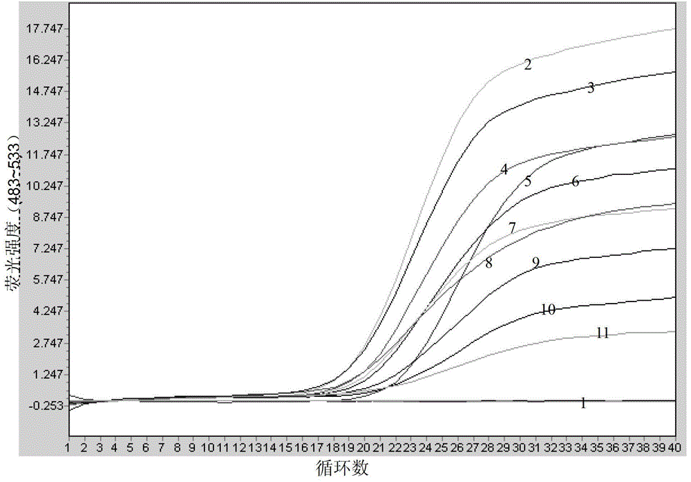 Apostichopus japonicus detection primer, kit and real-time fluorescent PCR (polymerase chain reaction) detection method